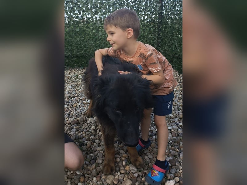 CAIUS - großer Hund, großes Herz CAIUS - großer Hund, großes Herz