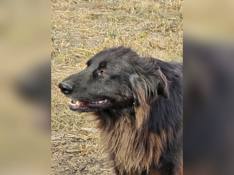 CAIUS - großer Hund, großes Herz CAIUS - großer Hund, großes Herz