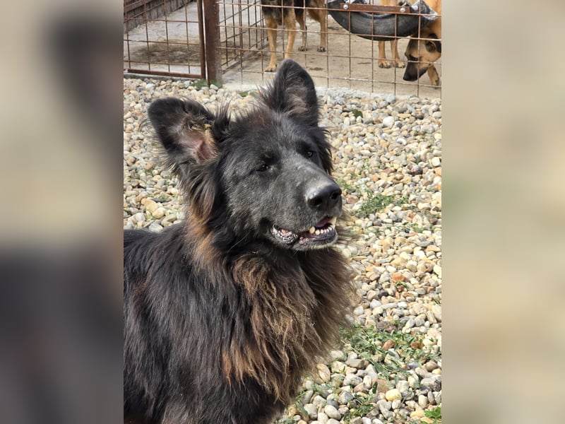 CAIUS - großer Hund, großes Herz CAIUS - großer Hund, großes Herz