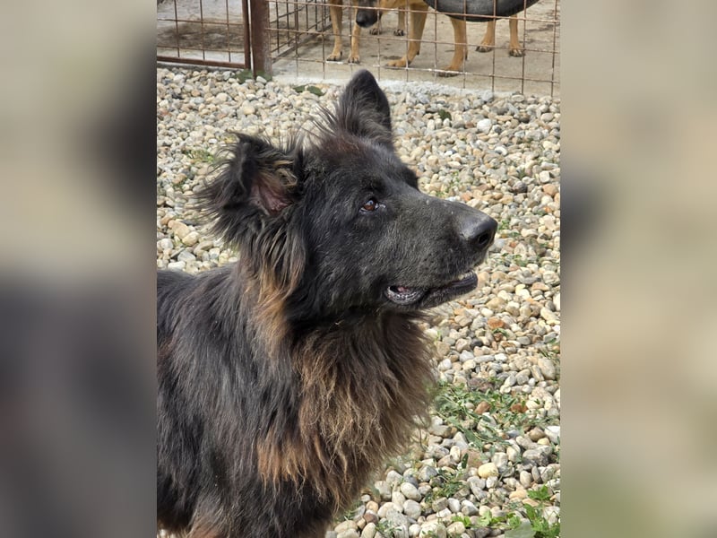 CAIUS - großer Hund, großes Herz CAIUS - großer Hund, großes Herz