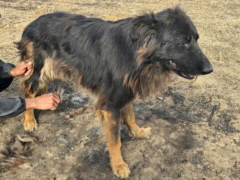 CAIUS - großer Hund, großes Herz CAIUS - großer Hund, großes Herz