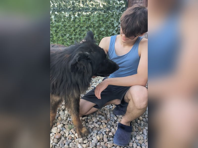 CAIUS - großer Hund, großes Herz CAIUS - großer Hund, großes Herz