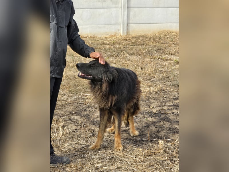 CAIUS - großer Hund, großes Herz CAIUS - großer Hund, großes Herz