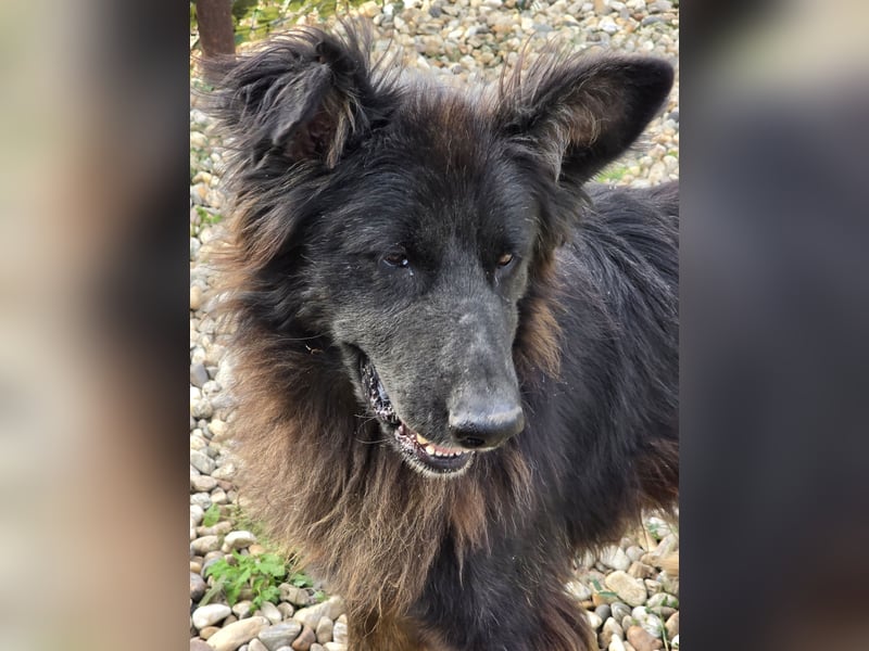 CAIUS - großer Hund, großes Herz CAIUS - großer Hund, großes Herz