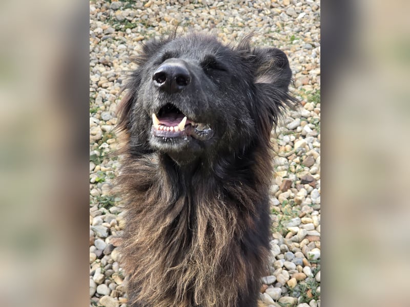 CAIUS - großer Hund, großes Herz CAIUS - großer Hund, großes Herz