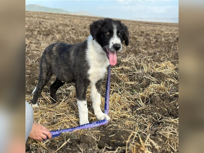 KAMARAN (*04.2023) sucht ein liebevolles Zuhause