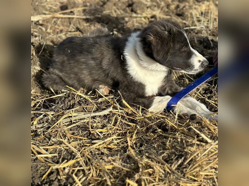 KAMARAN (*04.2023) sucht ein liebevolles Zuhause