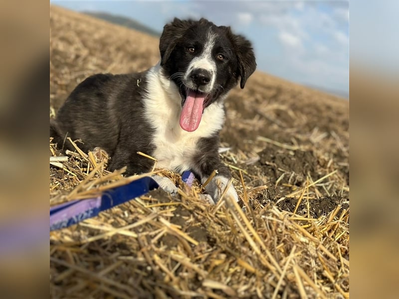 KAMARAN (*04.2023) sucht ein liebevolles Zuhause