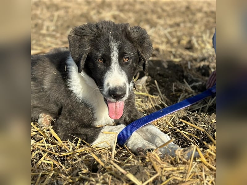 KAMARAN (*04.2023) sucht ein liebevolles Zuhause