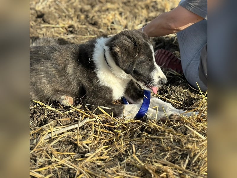 KAMARAN (*04.2023) sucht ein liebevolles Zuhause