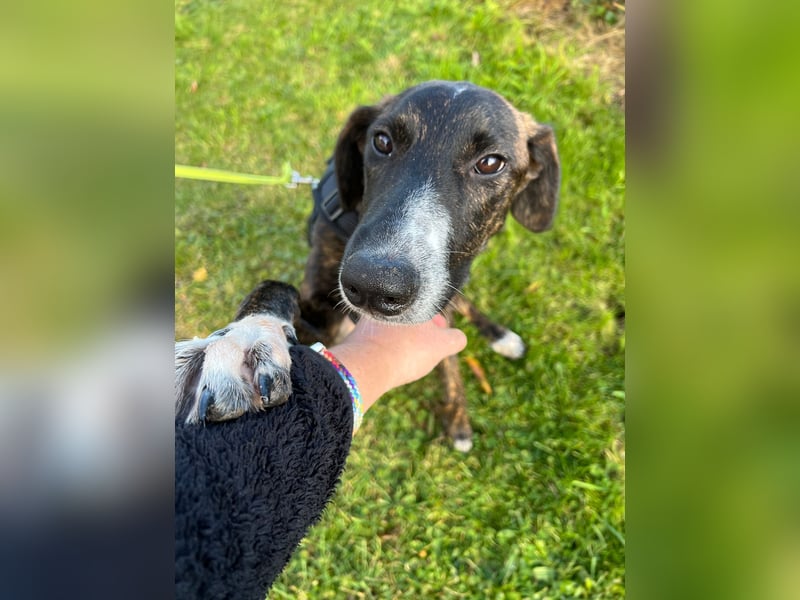 eleganter, entspannter Jungrüde, 6 Mo. (Tierschutz)