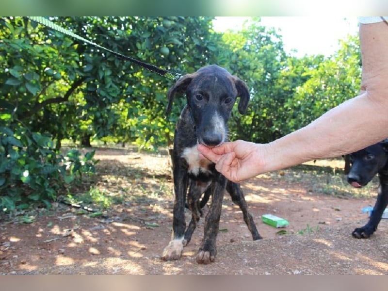 eleganter, entspannter Jungrüde, 6 Mo. (Tierschutz)