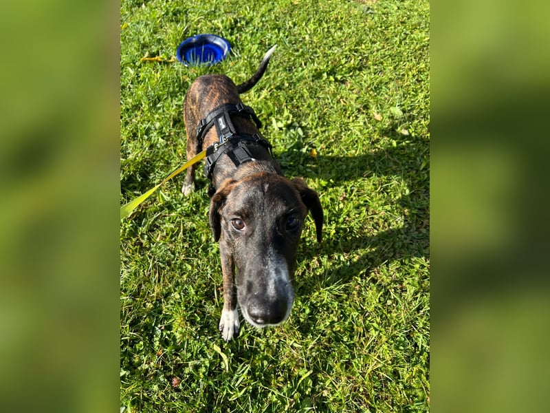 eleganter, entspannter Jungrüde, 6 Mo. (Tierschutz)