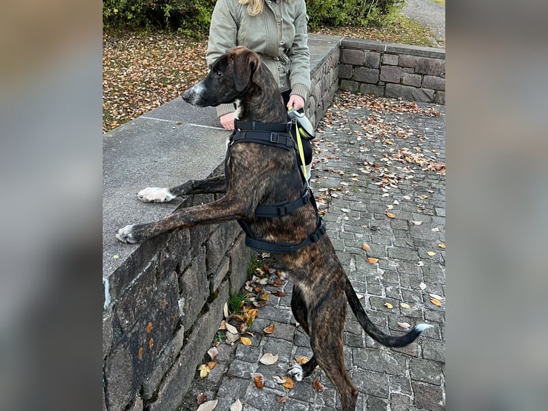 eleganter, entspannter Jungrüde, 6 Mo. (Tierschutz)