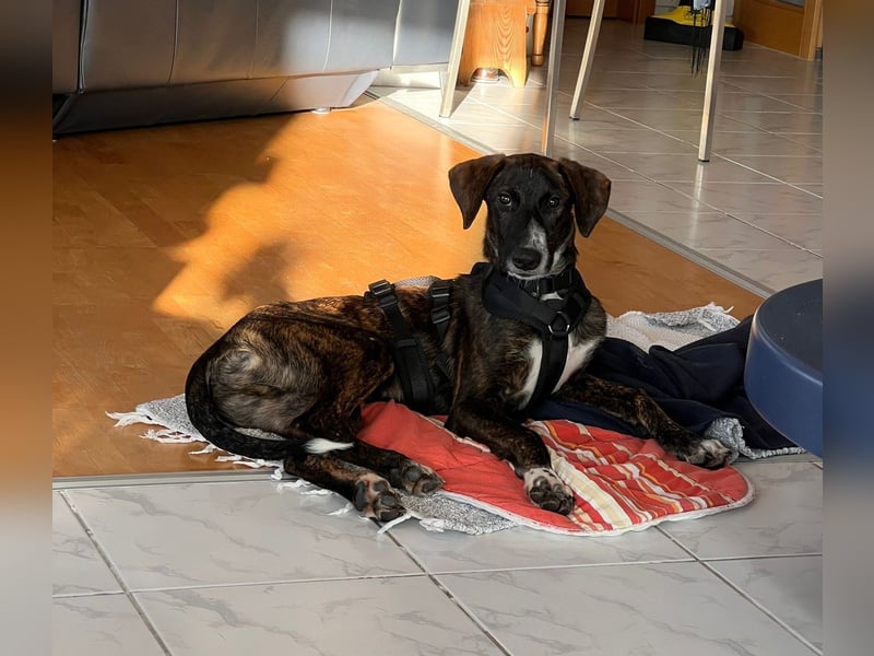 eleganter, entspannter Jungrüde, 6 Mo. (Tierschutz)