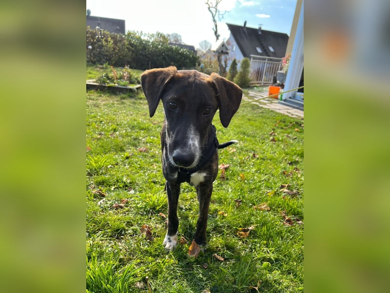 eleganter, entspannter Jungrüde, 6 Mo. (Tierschutz)