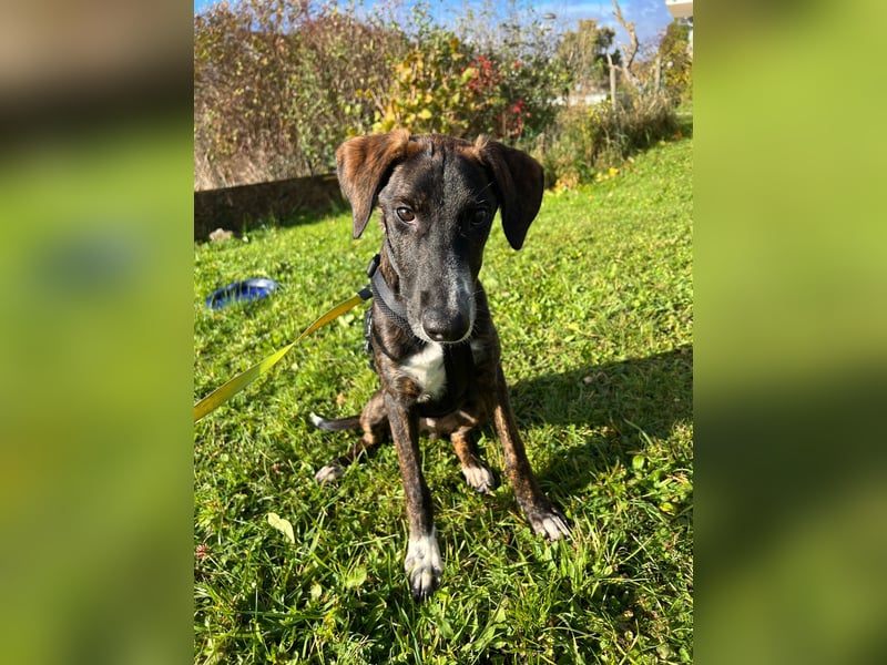 eleganter, entspannter Jungrüde, 6 Mo. (Tierschutz)