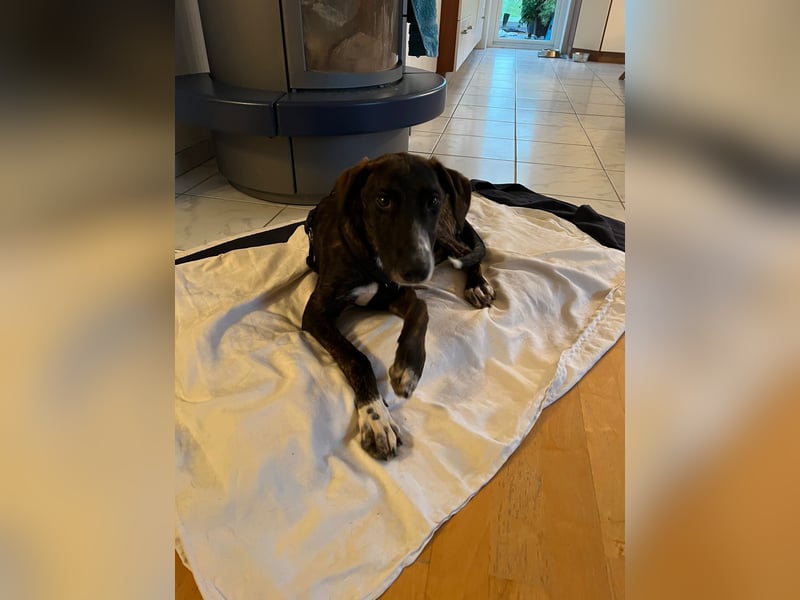 eleganter, entspannter Jungrüde, 6 Mo. (Tierschutz)