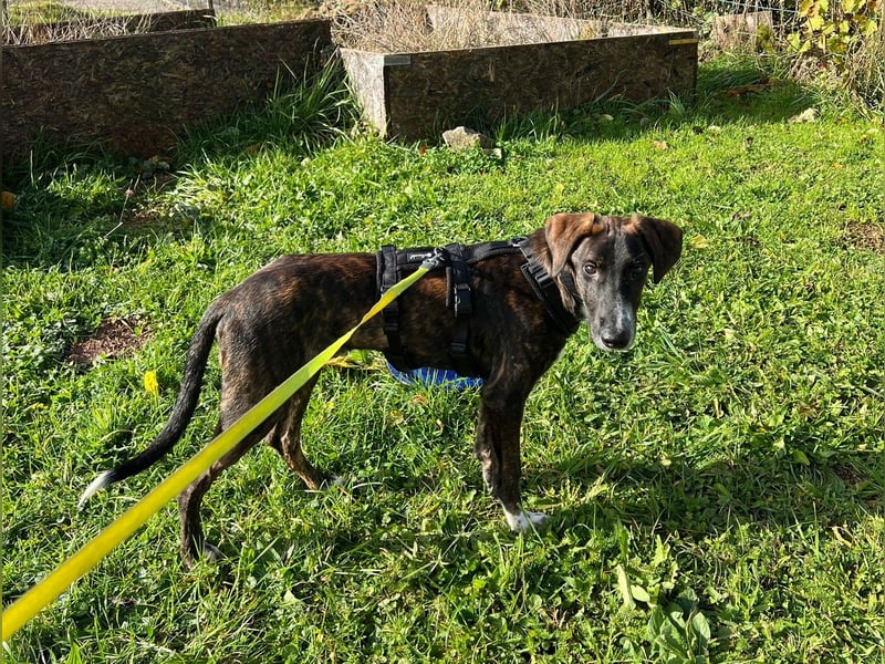 eleganter, entspannter Jungrüde, 6 Mo. (Tierschutz)