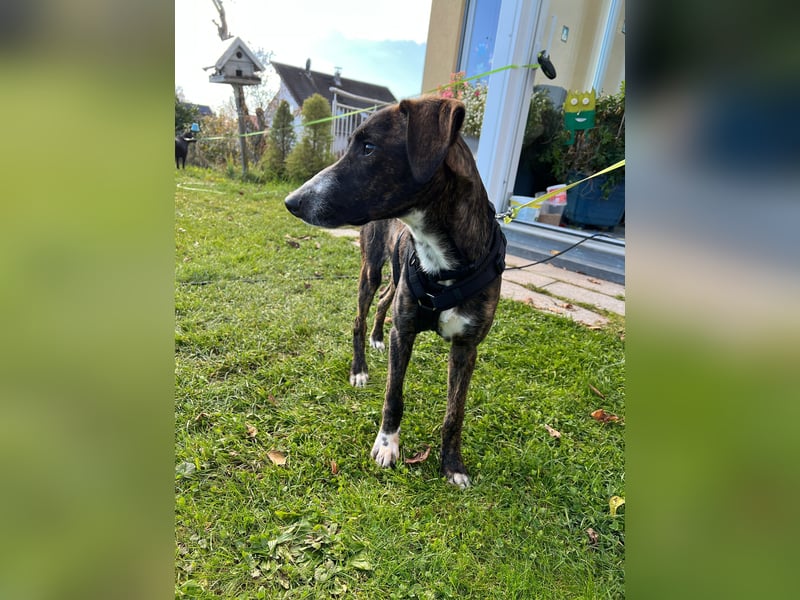 eleganter, entspannter Jungrüde, 6 Mo. (Tierschutz)