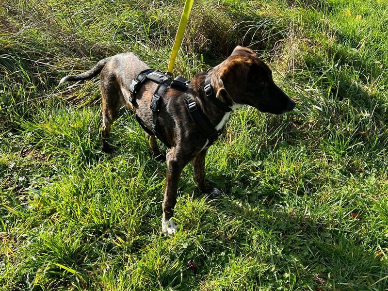 eleganter, entspannter Jungrüde, 6 Mo. (Tierschutz)