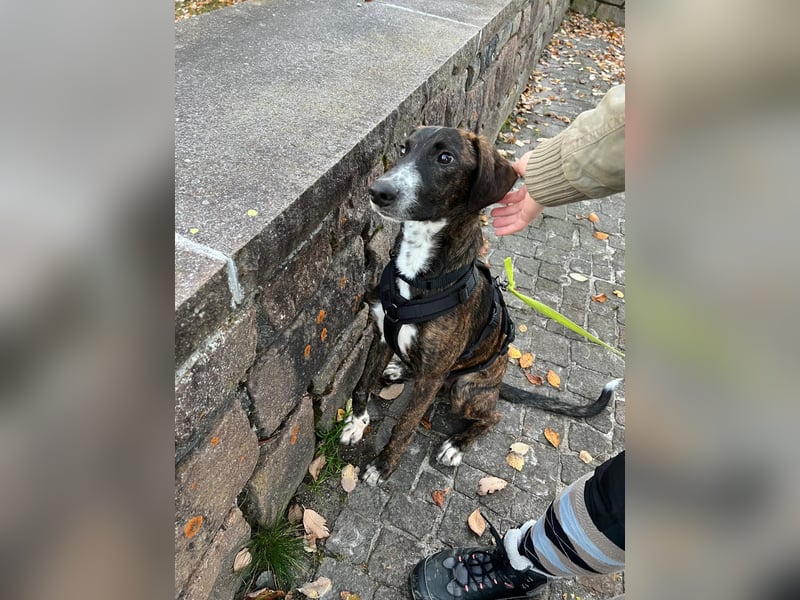 eleganter, entspannter Jungrüde, 6 Mo. (Tierschutz)