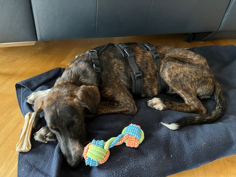 eleganter, entspannter Jungrüde, 6 Mo. (Tierschutz)