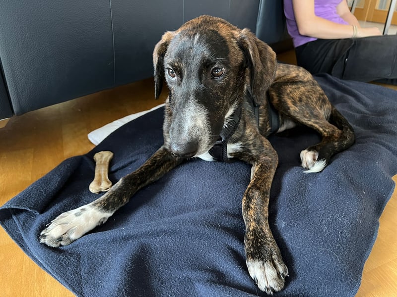 eleganter, entspannter Jungrüde, 6 Mo. (Tierschutz)