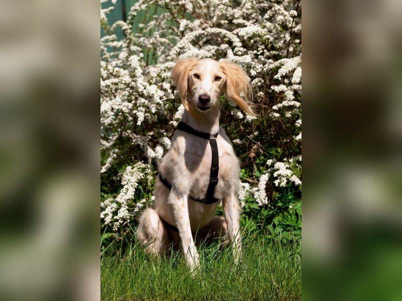 Hübscher Richard sucht seine Menschen