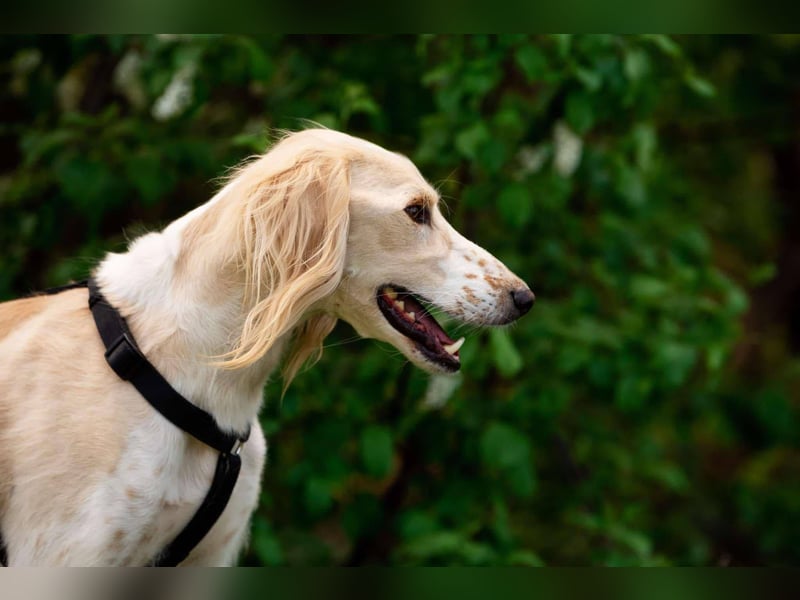 Hübscher Richard sucht seine Menschen
