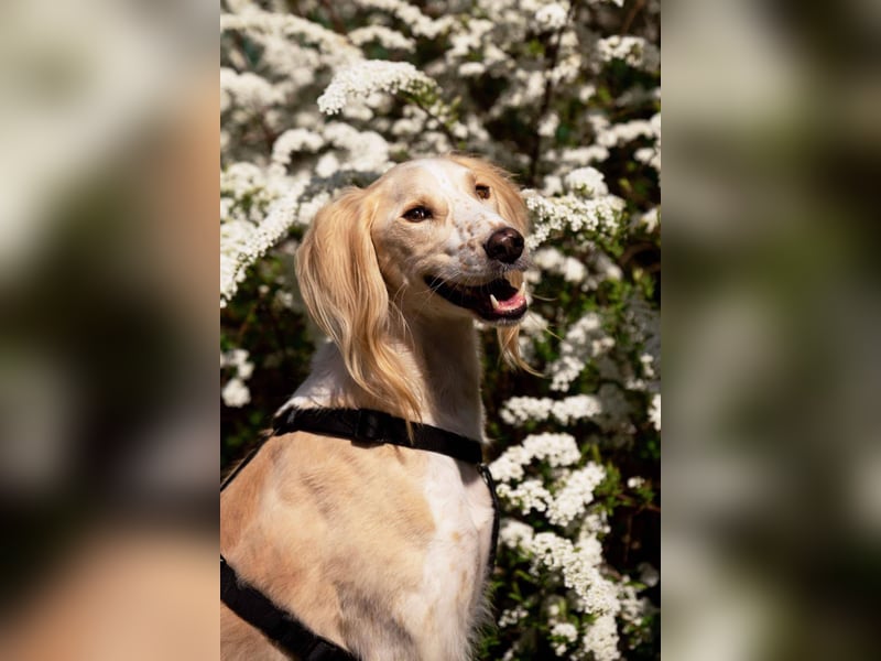 Hübscher Richard sucht seine Menschen