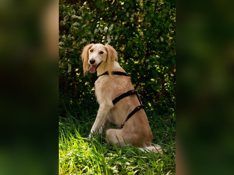 Hübscher Richard sucht seine Menschen