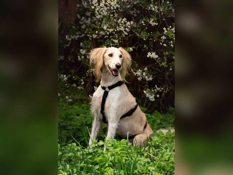 Hübscher Richard sucht seine Menschen