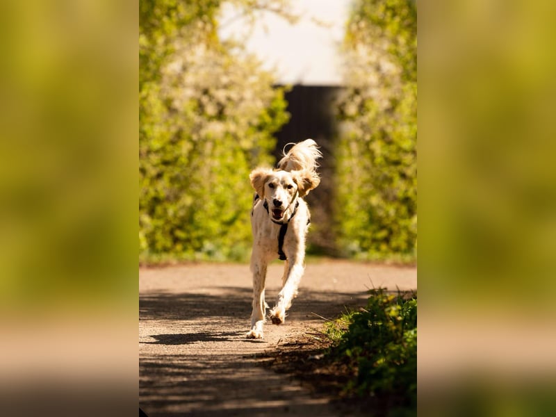Hübscher Richard sucht seine Menschen
