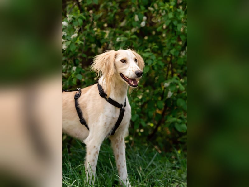 Hübscher Richard sucht seine Menschen