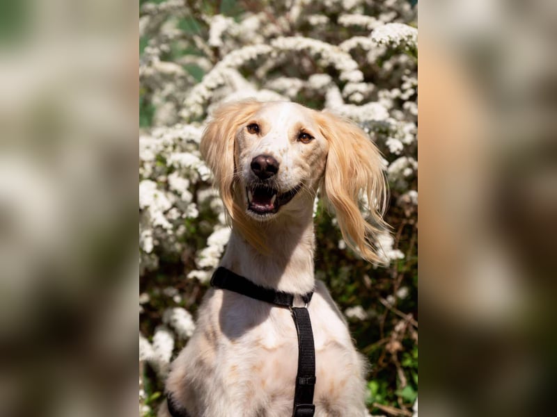 Hübscher Richard sucht seine Menschen