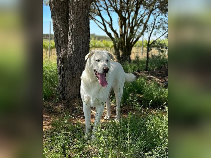 Papero - einfach zurückgelassen
