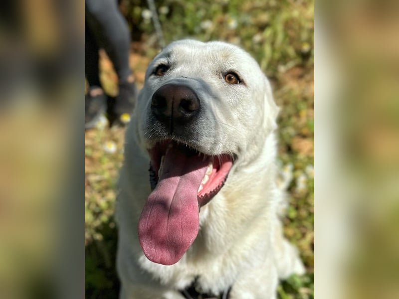 Papero - einfach zurückgelassen