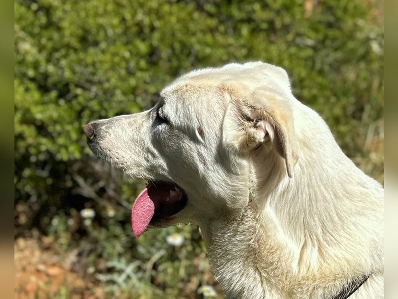 Papero - einfach zurückgelassen