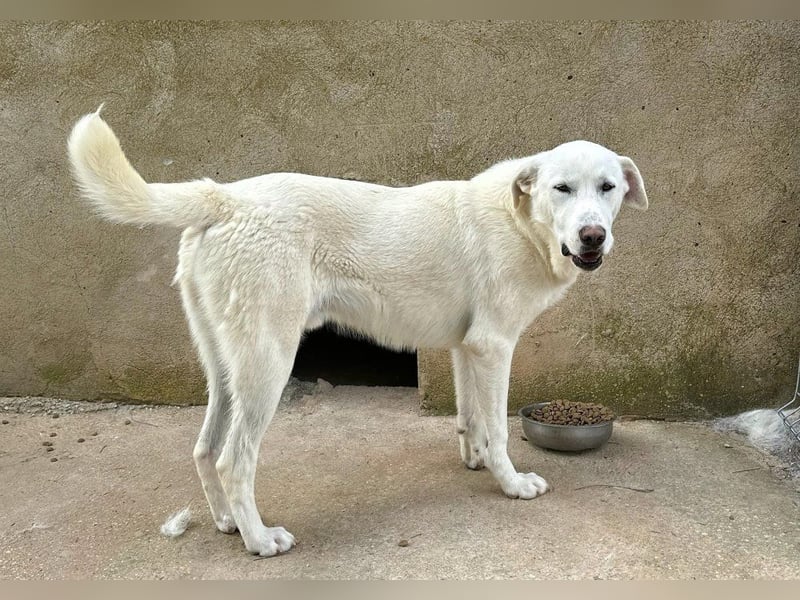 Papero - einfach zurückgelassen