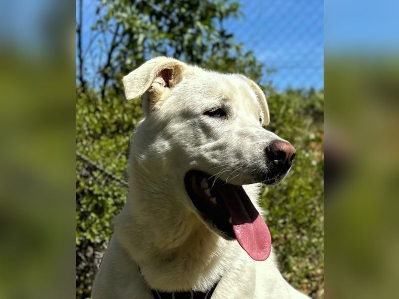 Papero - einfach zurückgelassen