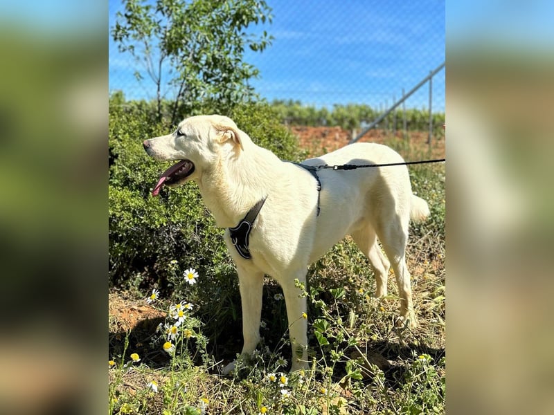 Papero - einfach zurückgelassen