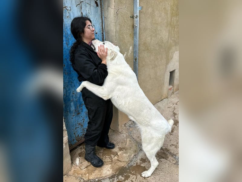Papero - einfach zurückgelassen