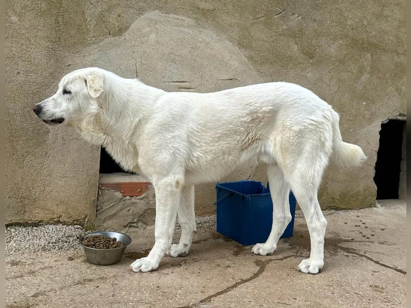 Papero - einfach zurückgelassen