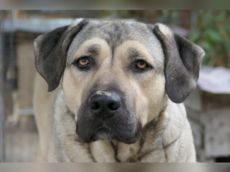 Unsere liebe Kaly wünscht sich ein schönes Zuhause Unsere liebe Kaly wünscht sich ein schönes Zuhause