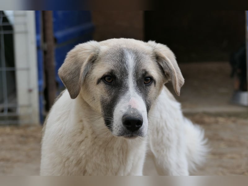 Hagrid - hübscher sensibler Junghund