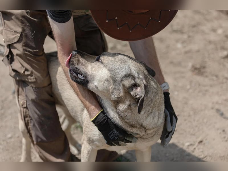 Unsere liebe Kaly wünscht sich ein schönes Zuhause Unsere liebe Kaly wünscht sich ein schönes Zuhause