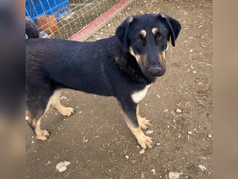 Lebensfrohe, liebe Fanta sucht ihre Menschen