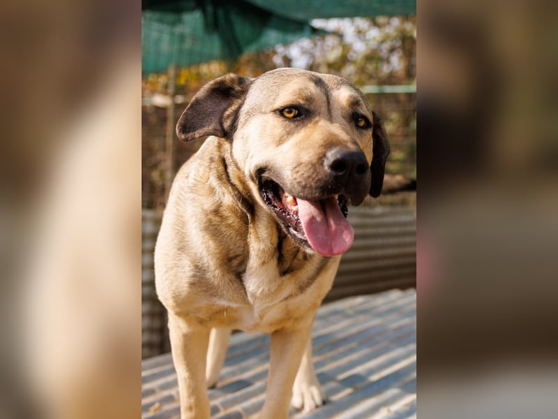 Unsere liebe Kaly wünscht sich ein schönes Zuhause Unsere liebe Kaly wünscht sich ein schönes Zuhause