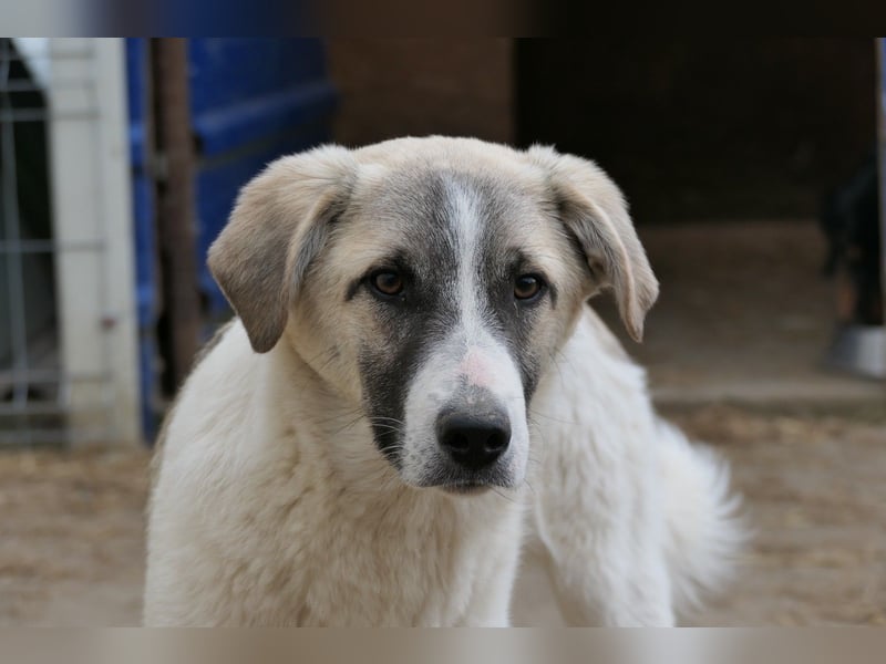 Hagrid - hübscher sensibler Junghund